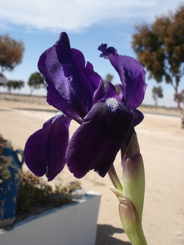 Iris lutescens image