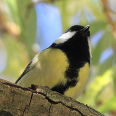 Parus major