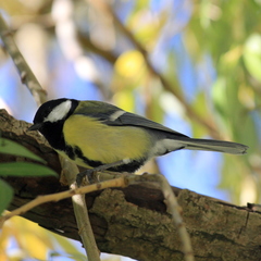 Parus major