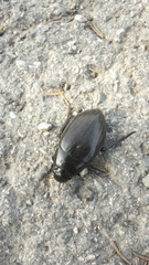 Hydrophilus piceus