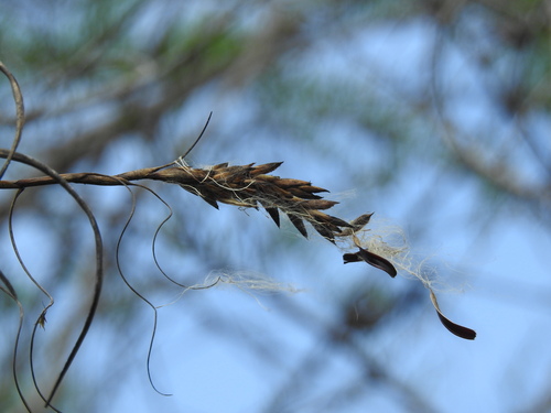 Tillandsia balbisiana