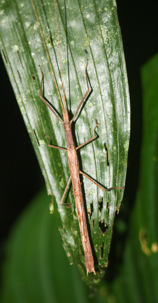 Blue-tinged Stick-insect