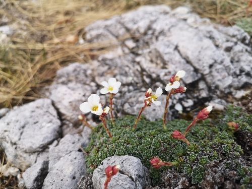 Image of Saxifraga marginata by (c) Anastasia Titovets, some rights reserved (CC BY)