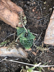 Ledebouria ovatifolia ovatifolia