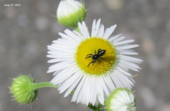 Attulus albolineatus