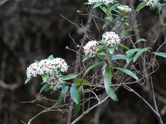 Pimelea longifolia