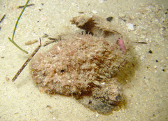 Paraploactis intonsa