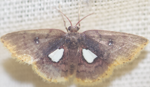 Tricentra unimacula
