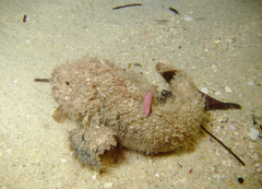 Paraploactis intonsa