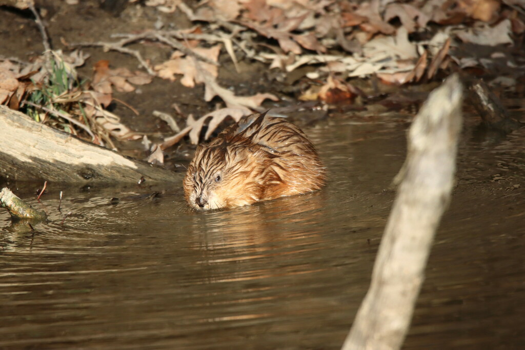 Muskrat from Brecksville, OH 44141, USA on March 26, 2023 at 0605 PM