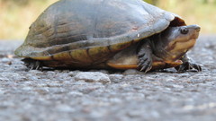 Kinosternon leucostomum