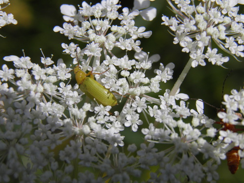 Geltonasis Dulkiagraužis