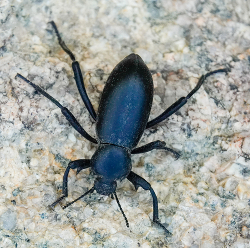 Armored Stink Beetle