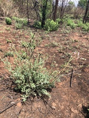 Pelargonium dolomiticum