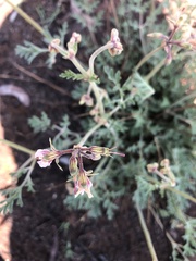 Pelargonium dolomiticum