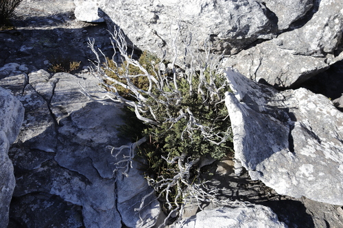 Brunia angulata (Brunia angulata)