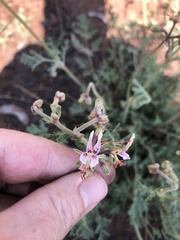 Pelargonium dolomiticum