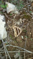 Grammodes bifasciata