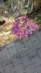Centranthus ruber
