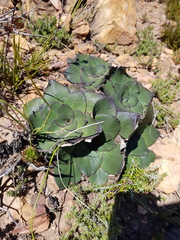 Hermas ciliata