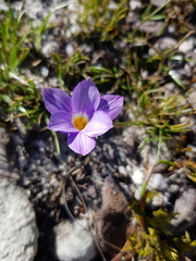 Romulea atrandra esterhuyseniae