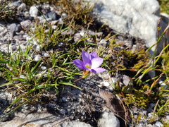 Romulea atrandra esterhuyseniae