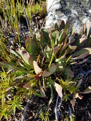 Protea laevis