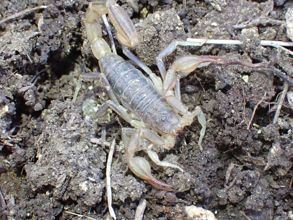 California common scorpion
