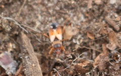 Eremocoris abietis