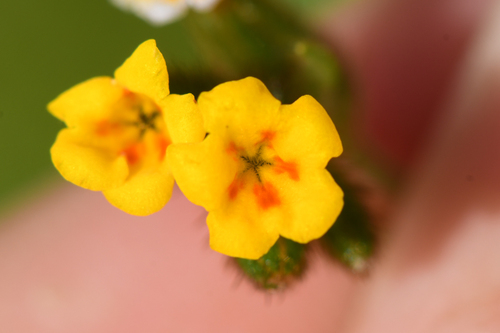 Amsinckia lycopsoides iNat (1)