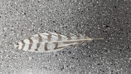 Plume de Canard carolin