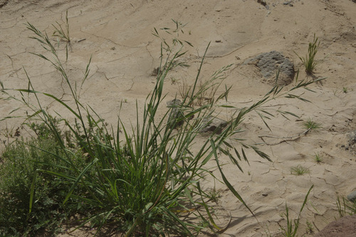 Bromus arizonicus, 2023-03-13