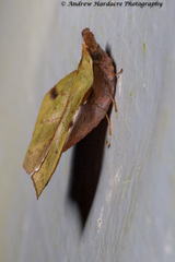 Radhica elisabethae