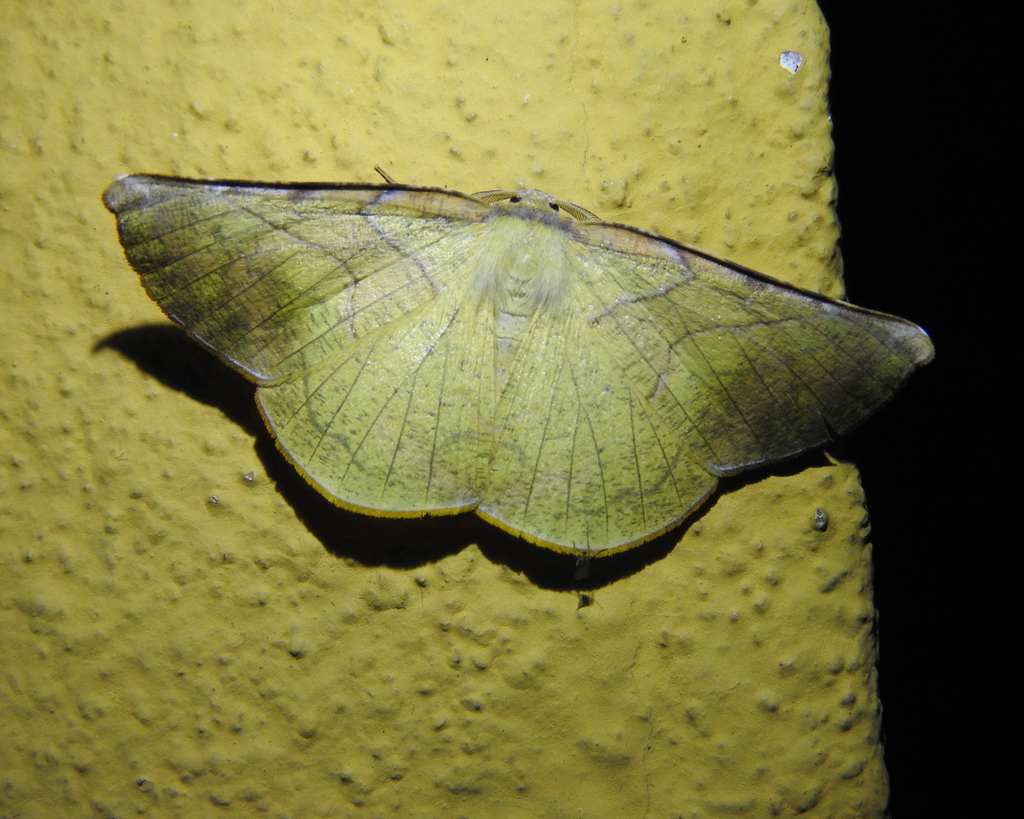 Simopteryx torquataria