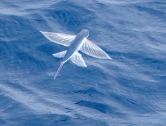 Mirrorwing Flyingfish photo 1