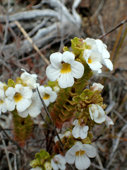 Euphrasia monroi