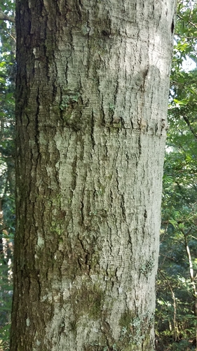 Image of Fagus mexicana by (c) Alan Rockefeller, some rights reserved (CC BY)