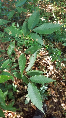 Image of Fagus mexicana by (c) Alan Rockefeller, some rights reserved (CC BY)