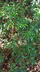 Podocarpus matudae