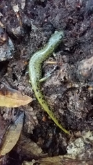 Pseudoeurycea lynchi