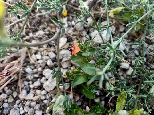 Lysimachia arvensis subsp. arvensis image