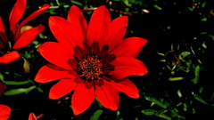 Gazania rigida