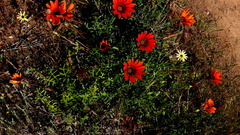Gazania rigida