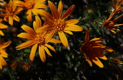 Gorteria integrifolia