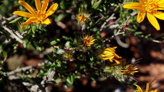 Gorteria integrifolia