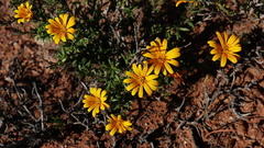 Gorteria integrifolia