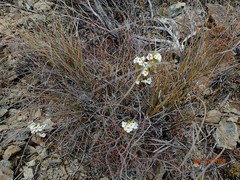 Euphrasia monroi
