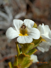 Euphrasia monroi