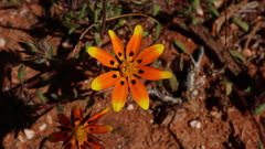 Hirpicium