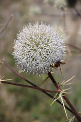 Echinops erinaceus